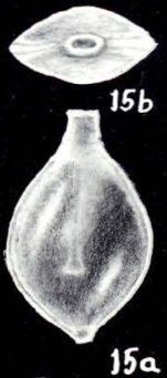 Lagenosolenia explicata McCulloch, 1981
