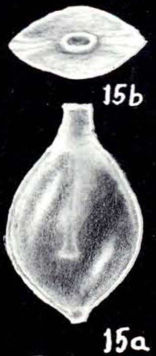 Lagenosolenia explicata McCulloch, 1981 Lagenosolenia explicata McCulloch, 1981