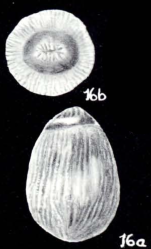 Oolina neolineata McCulloch, 1981