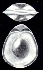 Fissurina mesomarginata McCulloch, 1981