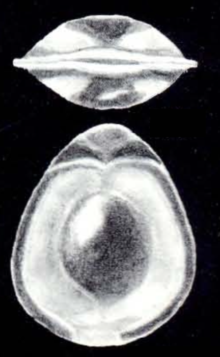 Fissurina mesomarginata McCulloch, 1981 Fissurina mesomarginata McCulloch, 1981