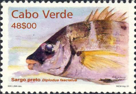 Diplodus fasciatus Diplodus fasciatus