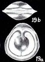 Fissurina plauta McCulloch, 1981