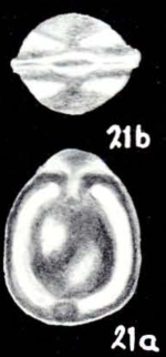 Fissurina subglomerosa McCulloch, 1981