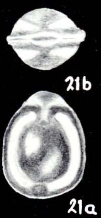 Fissurina subglomerosa McCulloch, 1981 Fissurina subglomerosa McCulloch, 1981