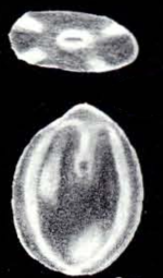 Fissurina fiorii McCulloch, 1981