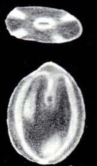 Fissurina fiorii McCulloch, 1981 Fissurina fiorii McCulloch, 1981