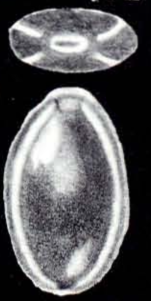 Fissurina (?) tetralineata McCulloch, 1981
