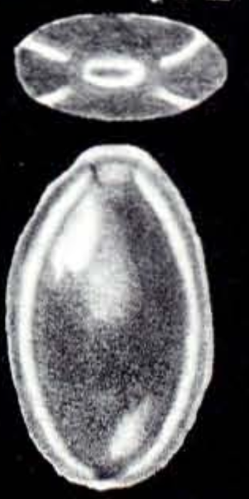 Fissurina (?) tetralineata McCulloch, 1981 Fissurina (?) tetralineata McCulloch, 1981