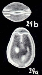 Fissurina neolucida McCulloch, 1981