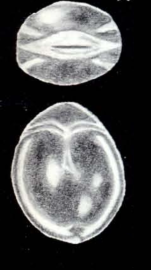 Fissurina neolucida subsp. trinidadensis McCulloch, 1981