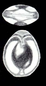 Fissurina southamptonensis McCulloch, 1981