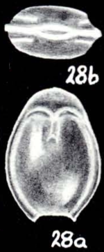 Fissurina hadleyi McCulloch, 1981