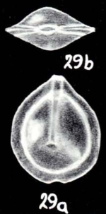 Fissurina planimarginata McCulloch, 1981