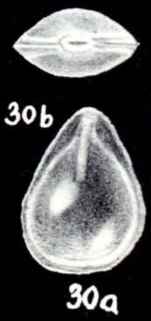 Fissurina caledoniana McCulloch, 1981