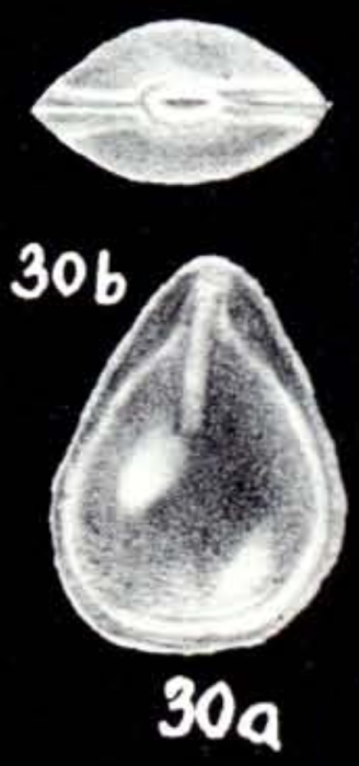 Fissurina caledoniana Fissurina caledoniana