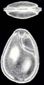Fissurina margaritiana McCulloch, 1981