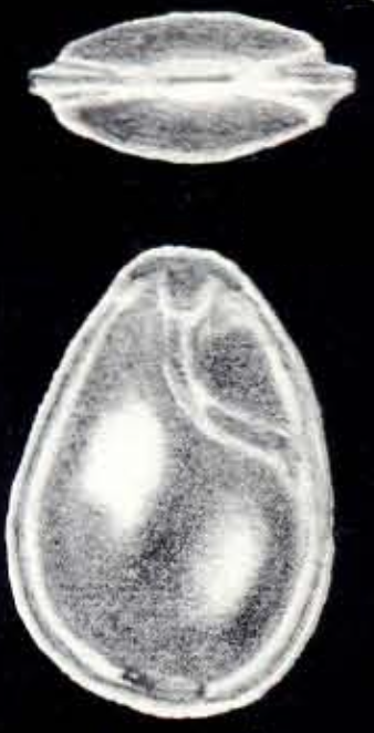 Fissurina margaritiana McCulloch, 1981 Fissurina margaritiana McCulloch, 1981
