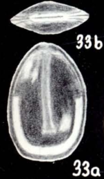Fissurina semicontinua McCulloch, 1981