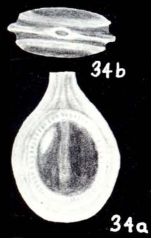Lagenosolenia fimbriata McCulloch, 1981