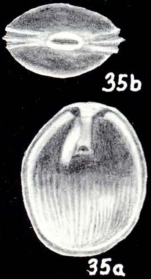 Fissurina laukkaneni McCulloch, 1981