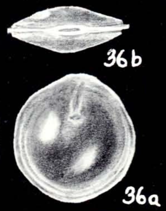 Fissurina orbitiformis McCulloch, 1981 Fissurina orbitiformis McCulloch, 1981