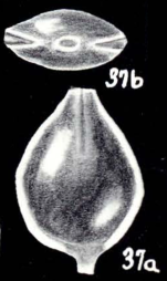 Fissurina galeroensis McCulloch, 1981