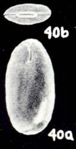 Fissurina cochensis McCulloch, 1981