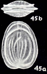 Fissurina fusiformis McCulloch, 1981