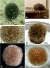 Abyssalia sphaerica Gooday & Holzmann, 2020