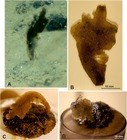 Abyssalia foliformis Gooday & Holzmann, 2020