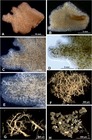 Abyssalia foliformis Gooday & Holzmann, 2020