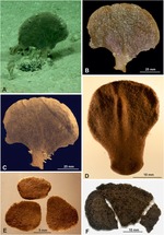 Moanammina semicircularis Gooday & Holzmann in Gooday et al., 2020