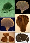 Moanammina semicircularis Gooday & Holzmann in Gooday et al., 2020