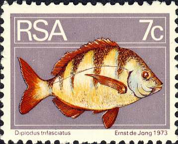 Diplodus trifasciatus Diplodus trifasciatus