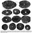 Alveocella wernliana Piuz, Meister & Vicedo, 2014
