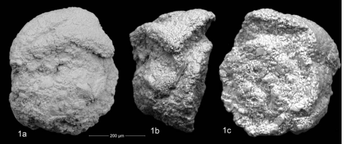 Ammogloborotaloides truncatulinoidiformis Kaminski & Contreras, 2011 Ammogloborotaloides truncatulinoidiformis Kaminski & Contreras, 2011