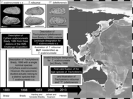 Summary of the taxonomic confusion on “Cythere scabrocuneata