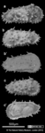 Types of Trachyleberis raynerae Neale, 1975