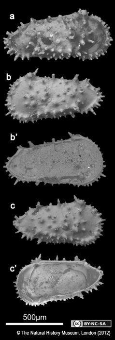 Types of Trachyleberis raynerae Neale, 1975 Types of Trachyleberis raynerae Neale, 1975