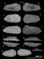 Lectotypes and Paralectotypes of Trachyleberis scabrocuneata (Brady, 1880). 