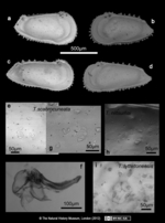Lectotypes and Paralectotypes of Trachyleberis scabrocuneata (Brady, 1880). 