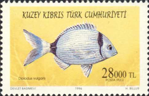 Diplodus vulgaris Diplodus vulgaris