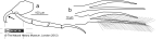 Limbs of Trachyleberis scabrocuneata (Brady, 1880)