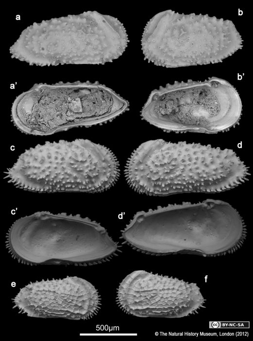 Trachyleberis niitsumai Ishizaki, 1971 Trachyleberis niitsumai Ishizaki, 1971