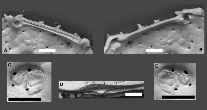 Abyssocythere scotti Yasuhara, Hunt, Okahashi & Brandão, 2015 Abyssocythere scotti Yasuhara, Hunt, Okahashi & Brandão, 2015