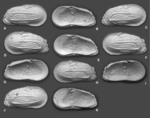 Ambocythere whatley Yasuhara, Hunt, Okahashi & Brandão, 2015