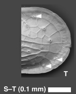 Ambocythere tomocaudata Yasuhara, Hunt, Okahashi & Brandão, 2015