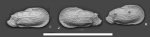 Ambocythere tomocaudata Yasuhara, Hunt, Okahashi & Brandão, 2015