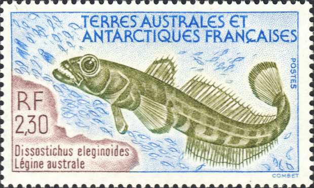 Dissostichus eleginoides Dissostichus eleginoides